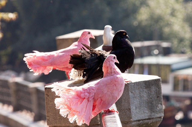 铭的选择 铭的选择